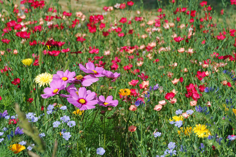 Rasen | Gartengestaltung Hertl